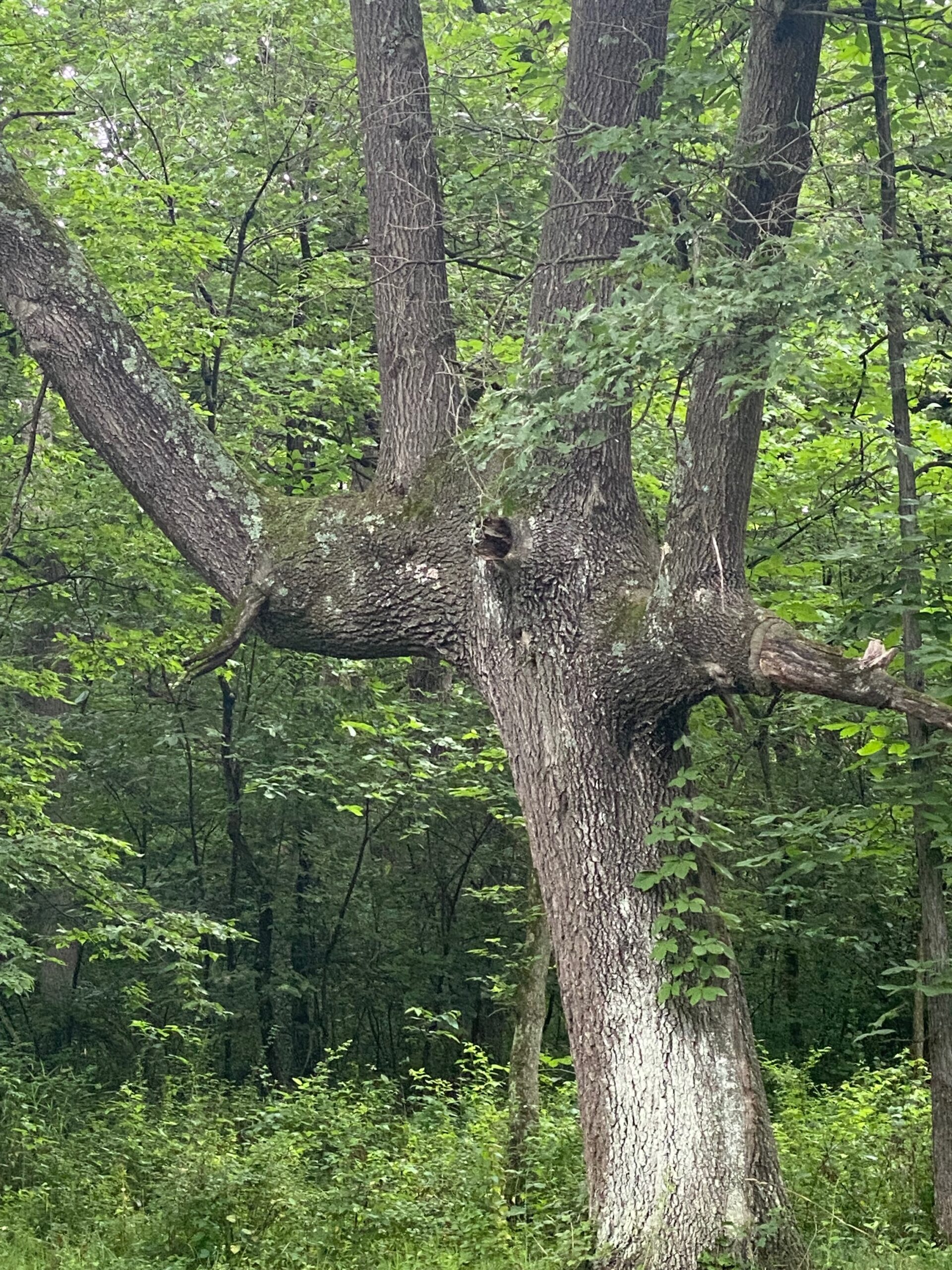 Hand Tree